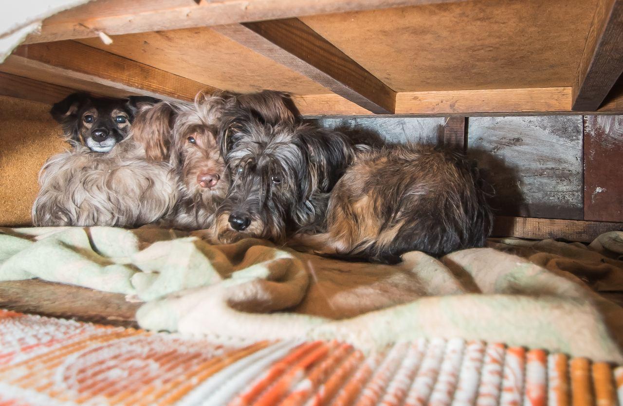 Фото «Я без них умру, и они без меня тоже»: водитель-телохранитель из Новосибирска превратила свой дом в будку для 22 собак 5